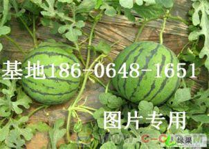 山东销售吃瓜视频,揭秘瓜农生活，感受田园风光