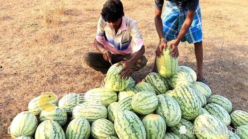 印度小圆瓜怎么吃,探索异国风味新选择