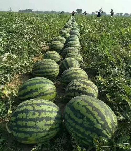 度吃瓜的照片,揭秘明星幕后趣事