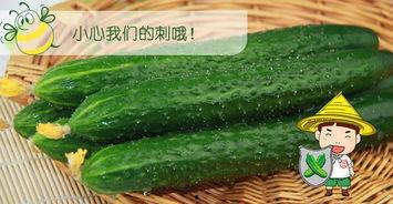 吃瓜会黄么,吃瓜也能“黄”的秘密，你了解多少？