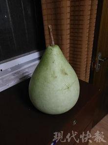 晚上去急诊吃瓜,瓜田里的紧急故事