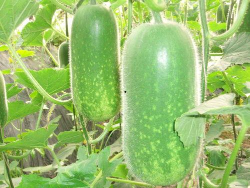 磁瓜可以吃吗,揭秘神秘磁力果实的食用之谜