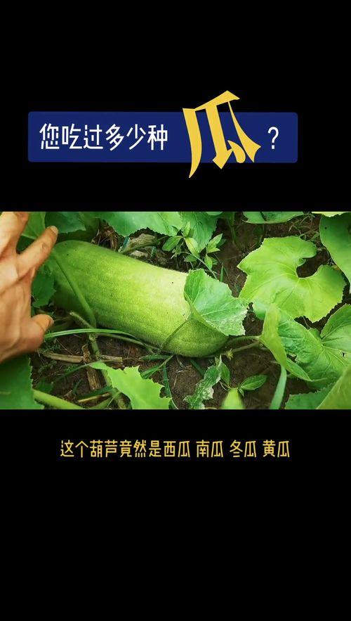 吃瓜的田园诗歌,一场别开生面的田园盛宴