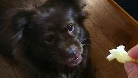 带你吃瓜狗子系列,趣味横生的宠物日常