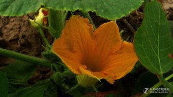 吃荀瓜花好吗,美味与营养并存的佳肴探索