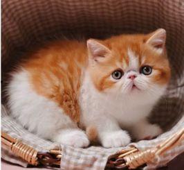 加菲猫吃瓜群众