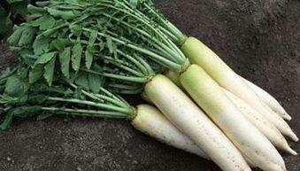 萝卜和兰瓜能一起吃吗,探究两者能否共食的奥秘